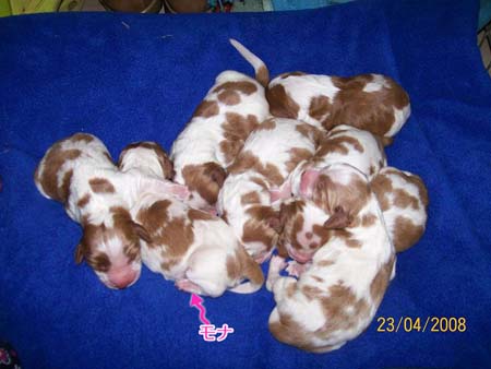 all pups 1